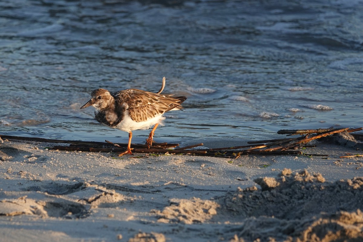 Ruddy Turnstone - ML643132967
