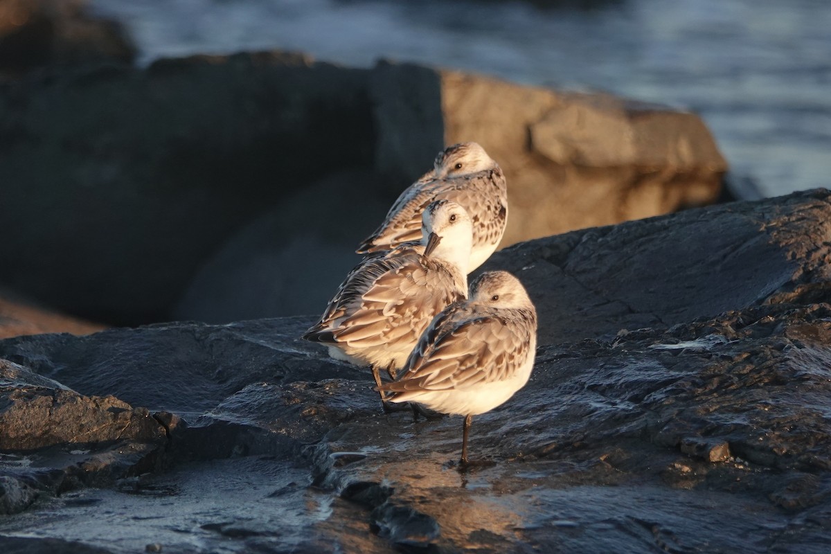 Sanderling - ML643132978