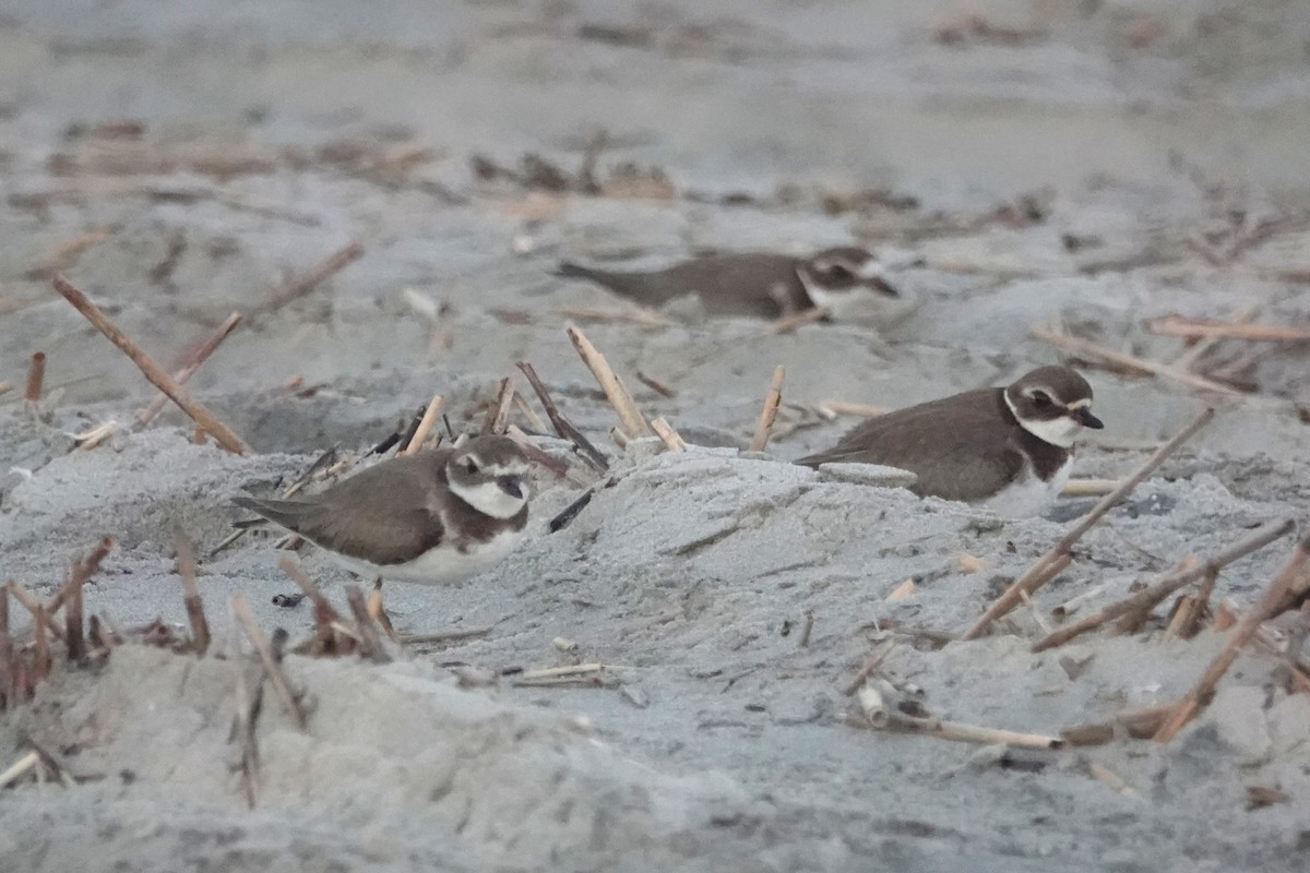 Semipalmated Plover - ML643132984