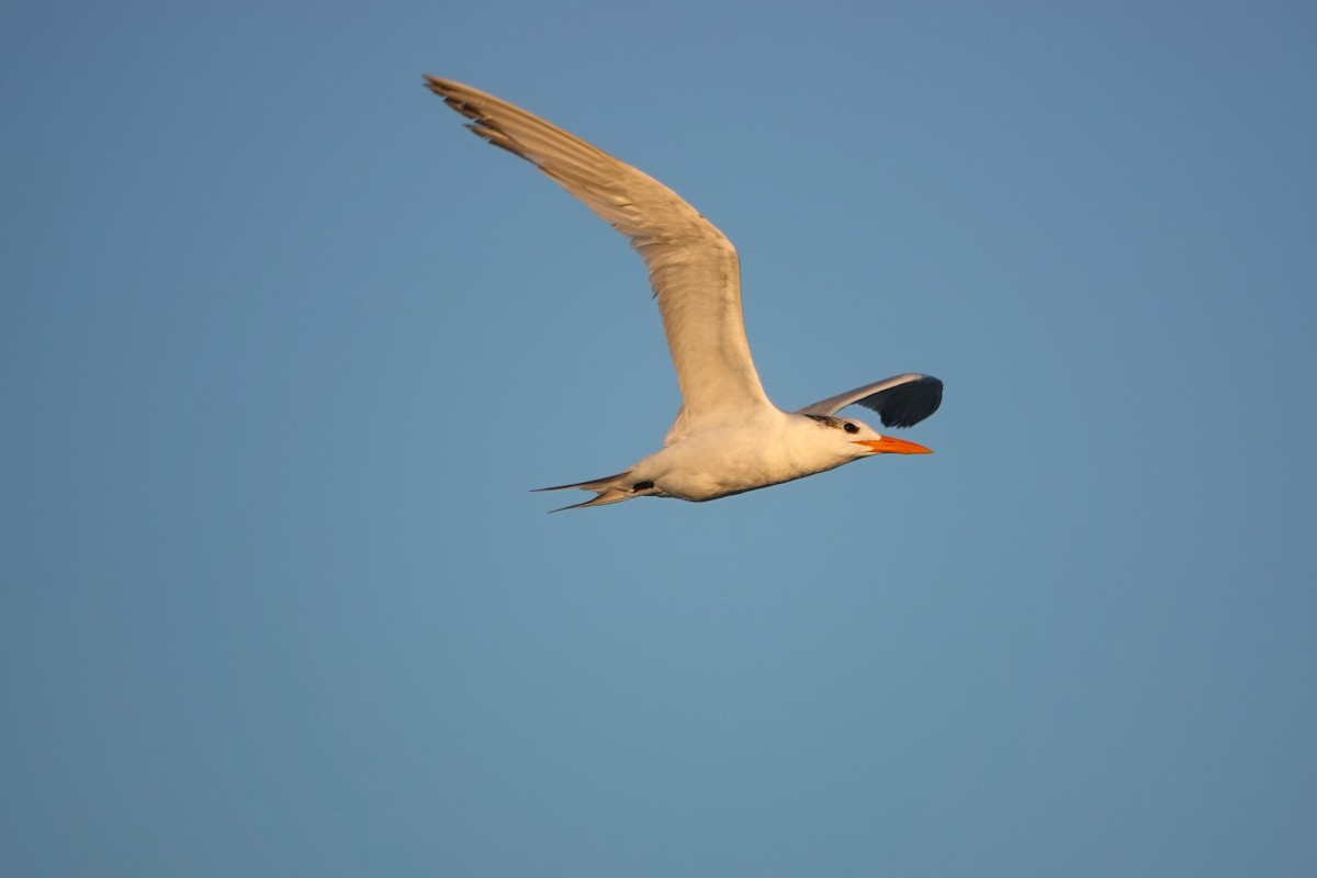 Royal Tern - ML643132988