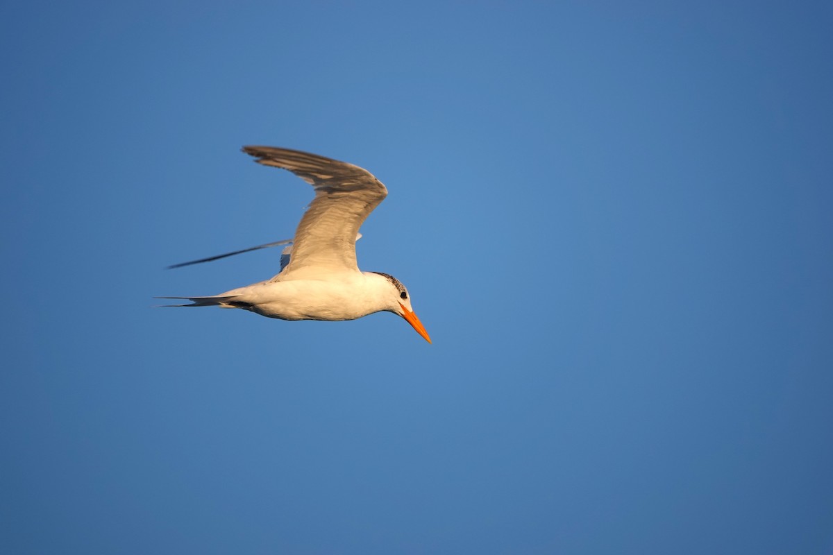Royal Tern - ML643132989