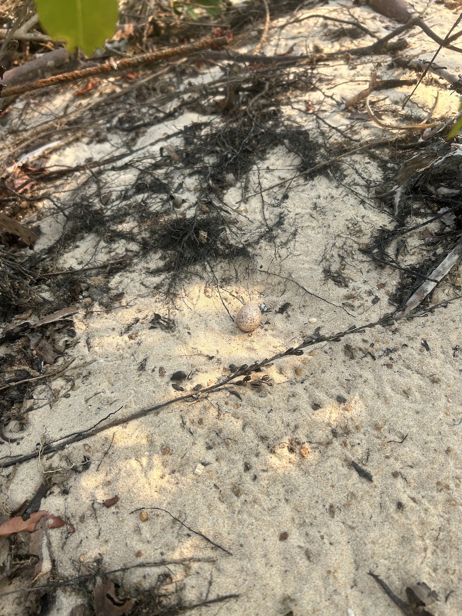 Ladder-tailed Nightjar - ML643132995