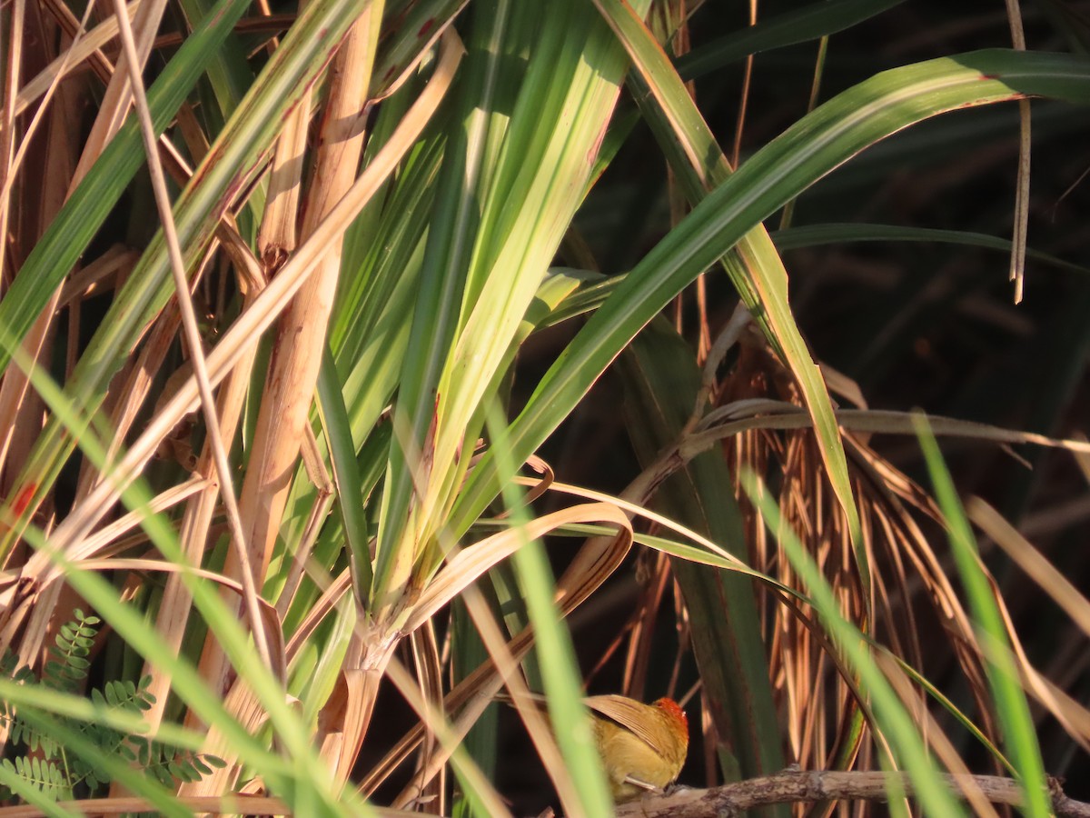 Rufous-capped Babbler - ML643132996