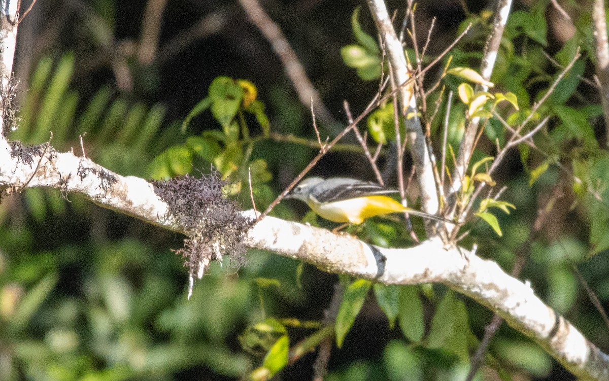Lavandera Cascadeña - ML643133001
