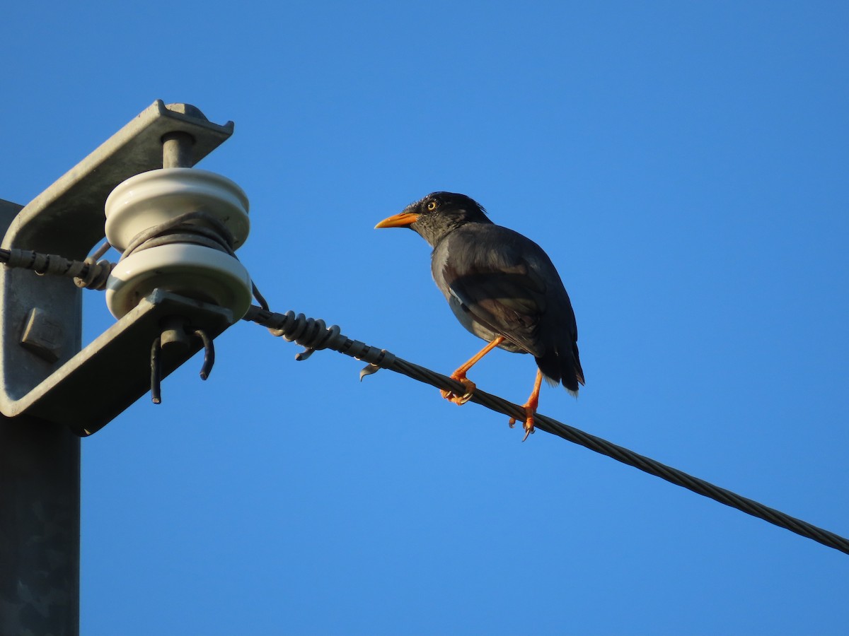 Javan Myna - ML643133002