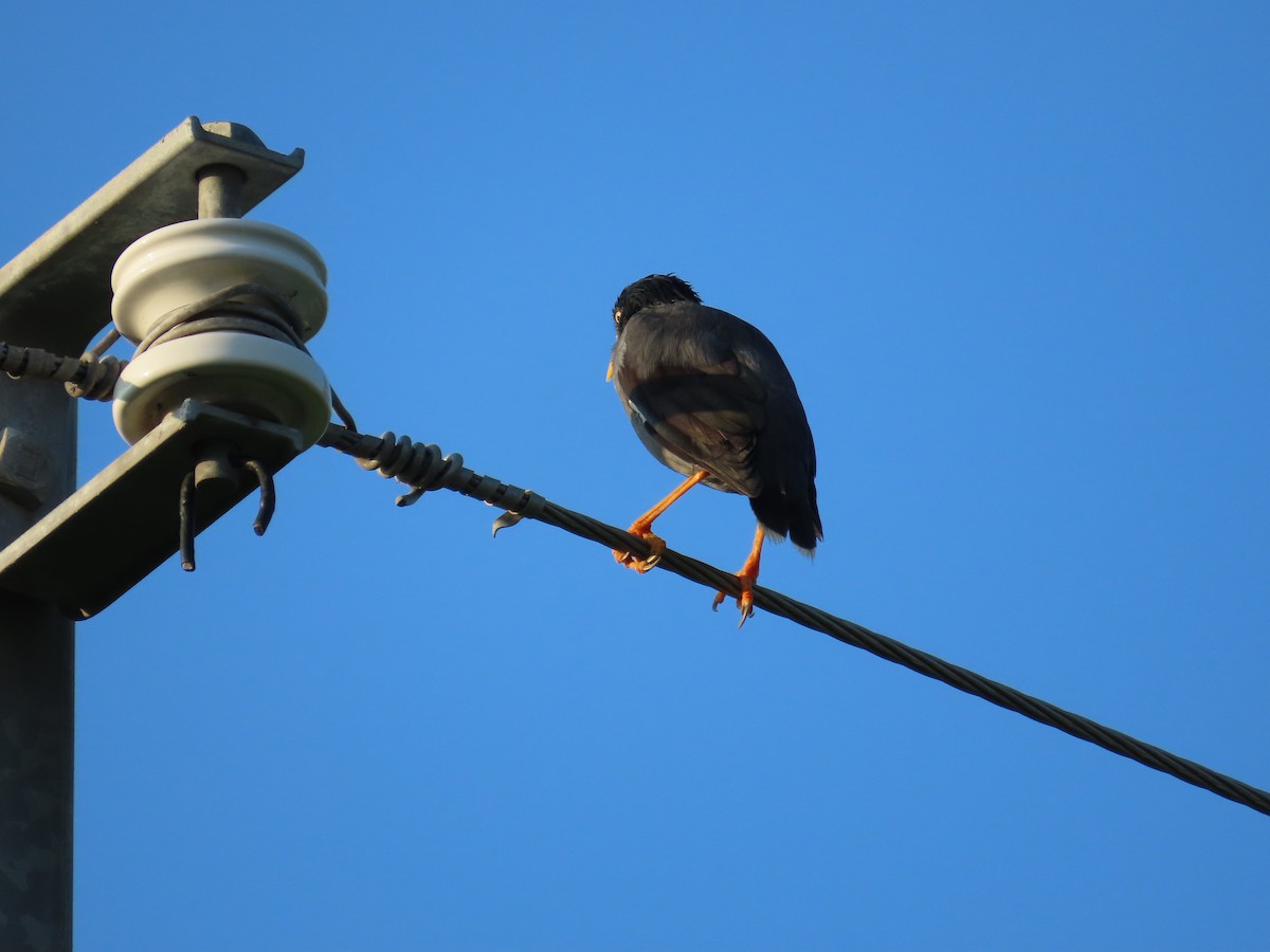 Javan Myna - ML643133004