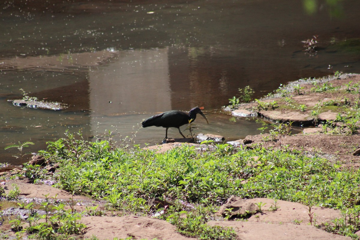 Green Ibis - ML643133007