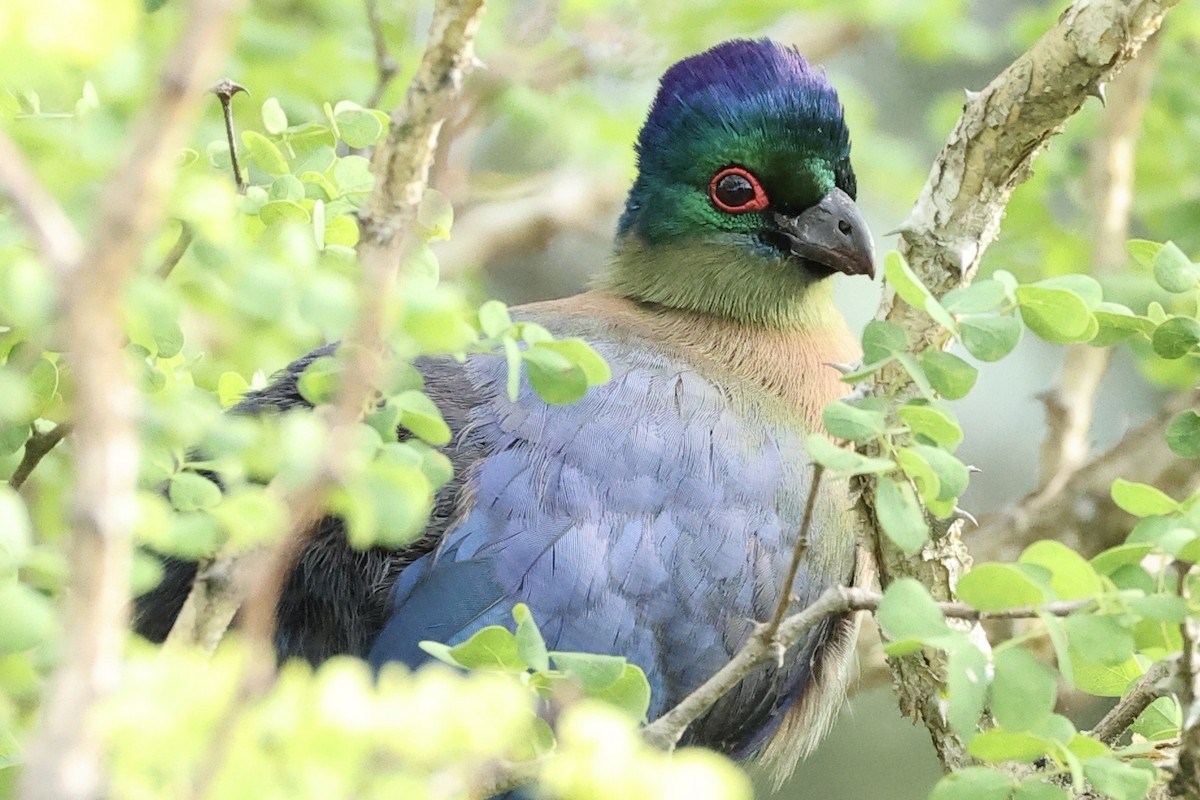 Purple-crested Turaco - ML643133015