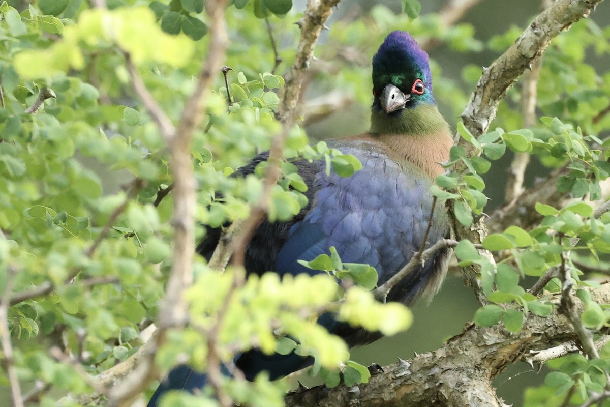 Purple-crested Turaco - ML643133016