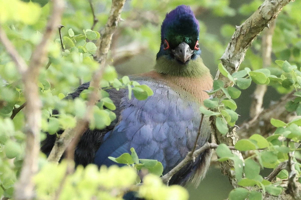 Purple-crested Turaco - ML643133017