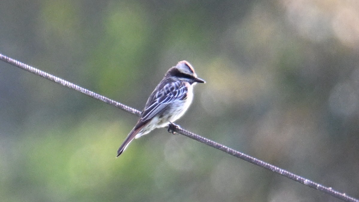Variegated Flycatcher - ML643133039