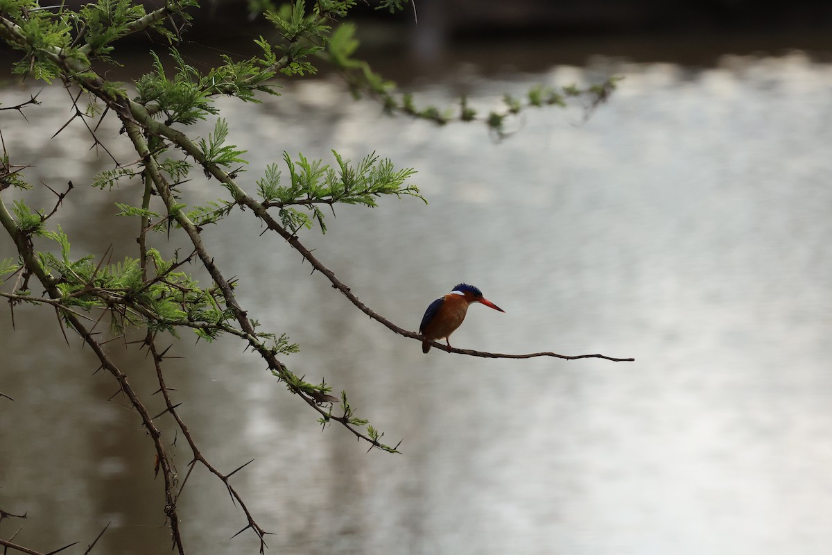 Malachite Kingfisher - ML643133046