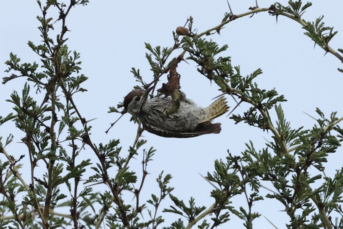 Cardinal Woodpecker - ML643133061