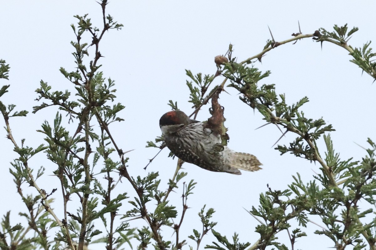 Cardinal Woodpecker - ML643133062