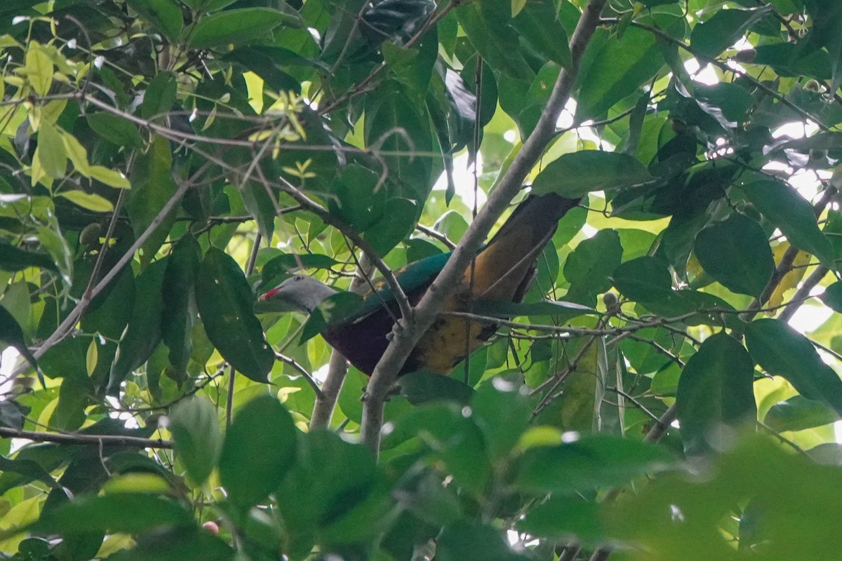 Wompoo Fruit-Dove - ML643133067