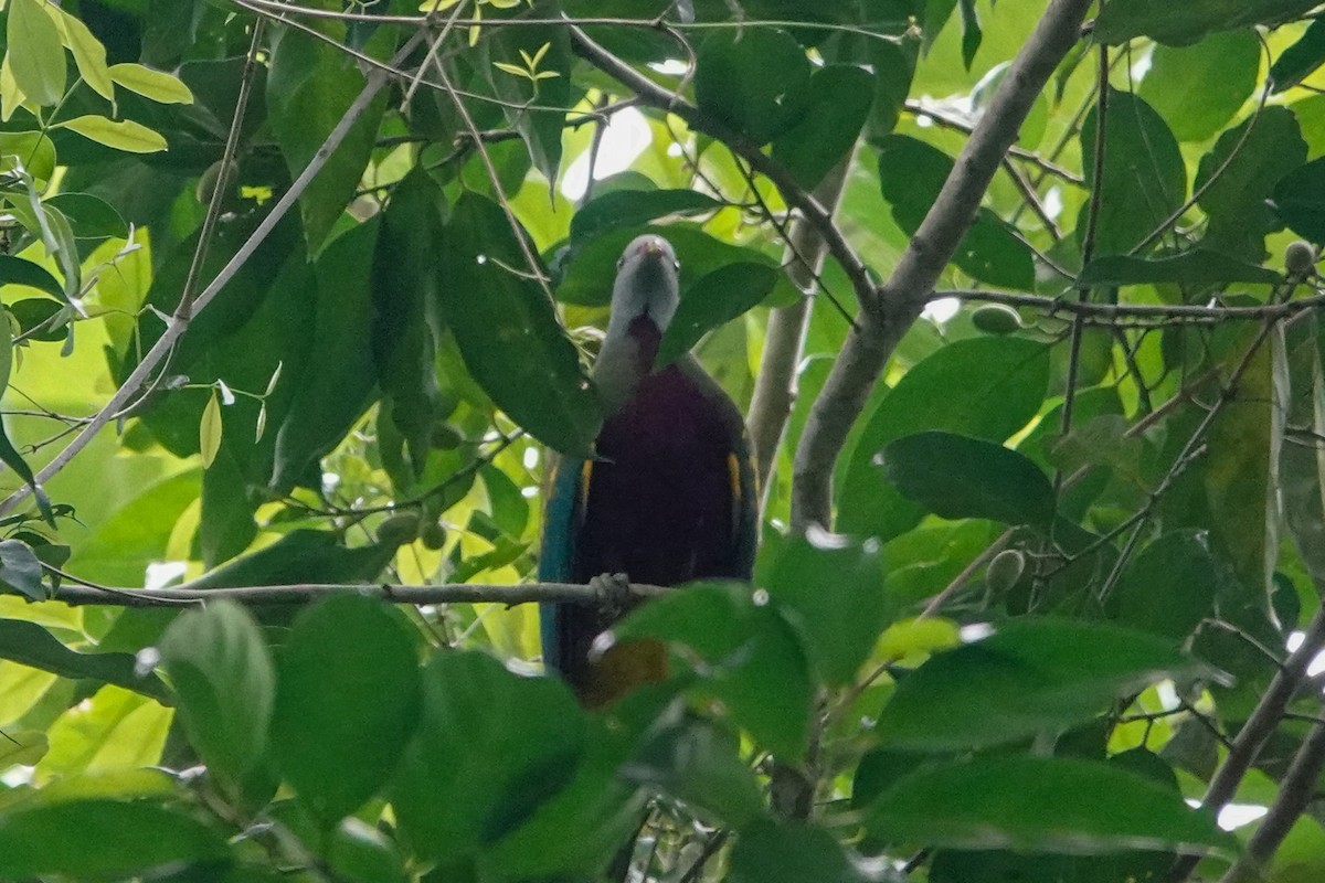 Wompoo Fruit-Dove - ML643133068