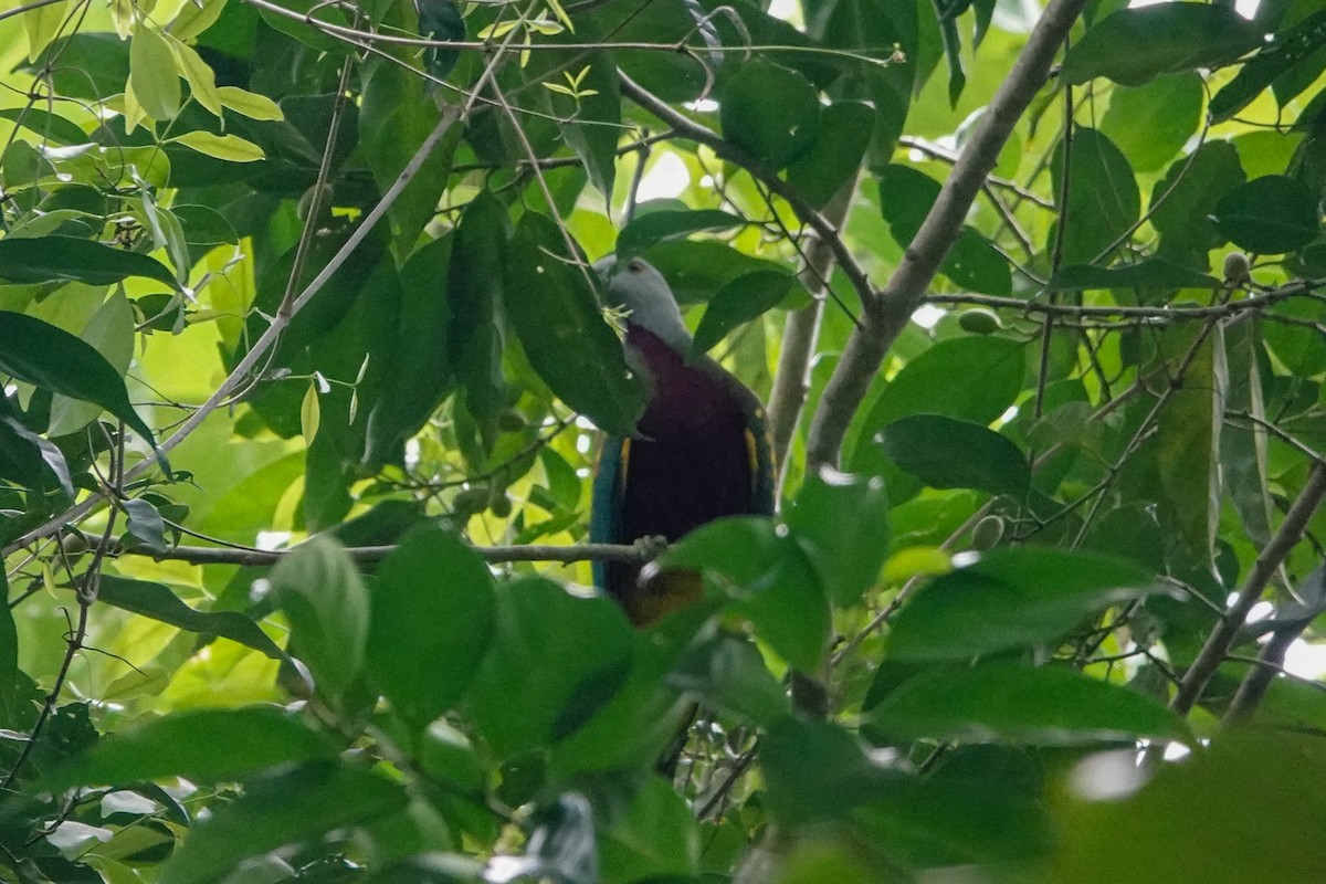 Wompoo Fruit-Dove - ML643133069