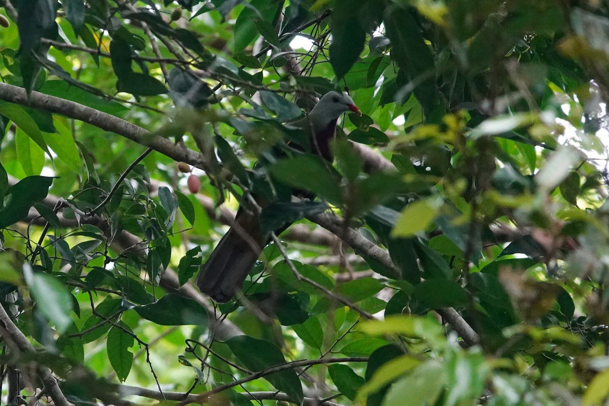Wompoo Fruit-Dove - ML643133070