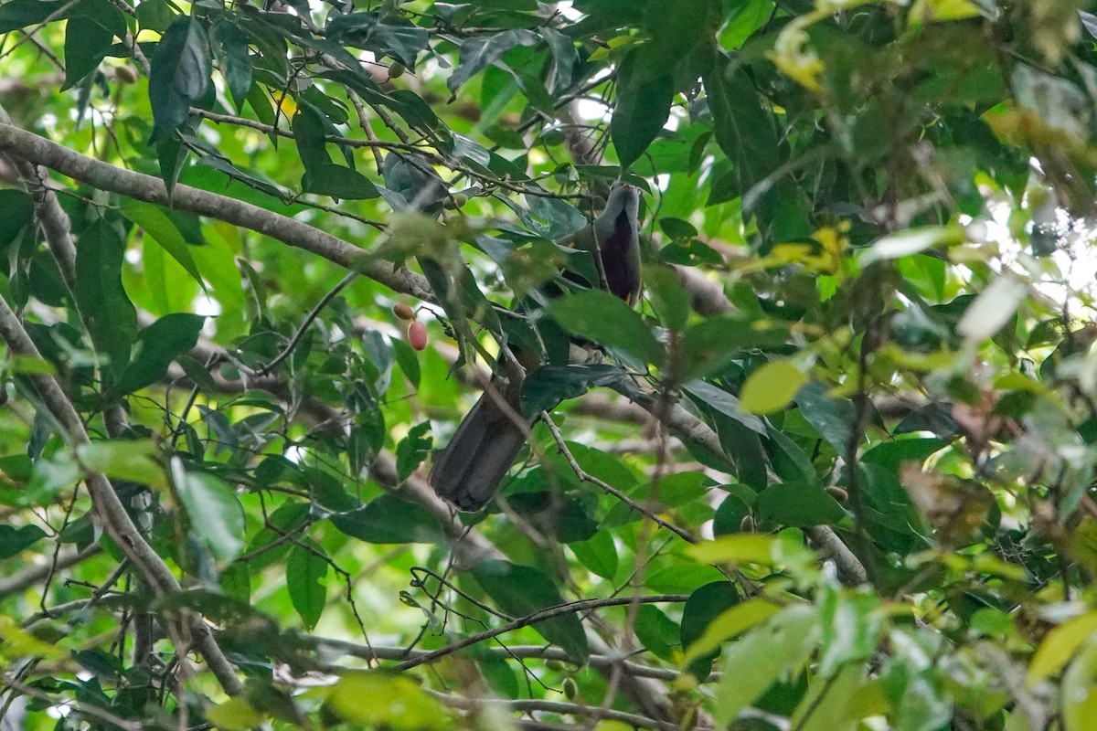Wompoo Fruit-Dove - ML643133071