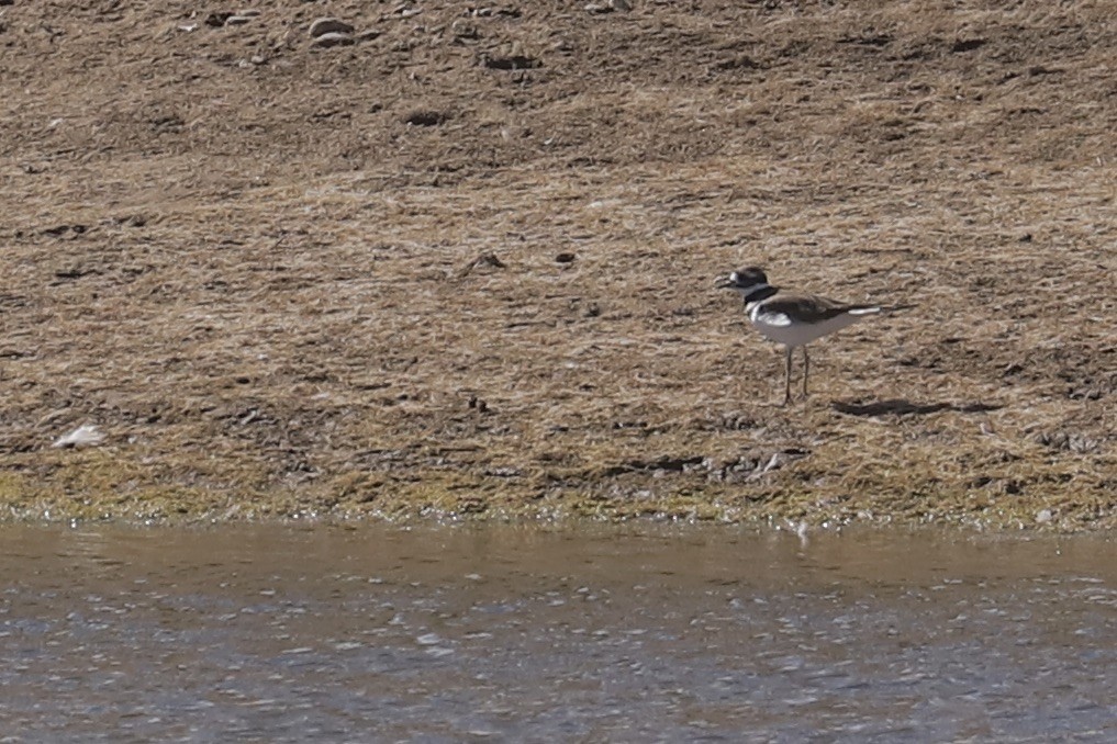Killdeer - ML643133127