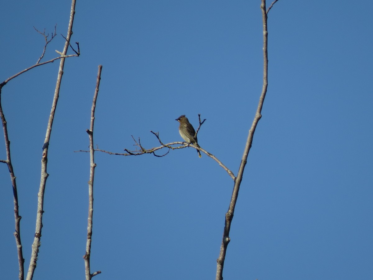 Cedar Waxwing - ML643133128