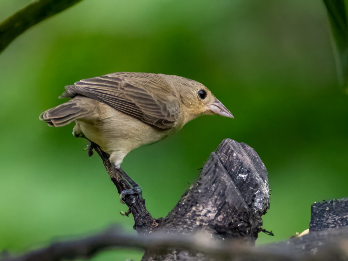 Crimson-breasted Finch - ML643133143