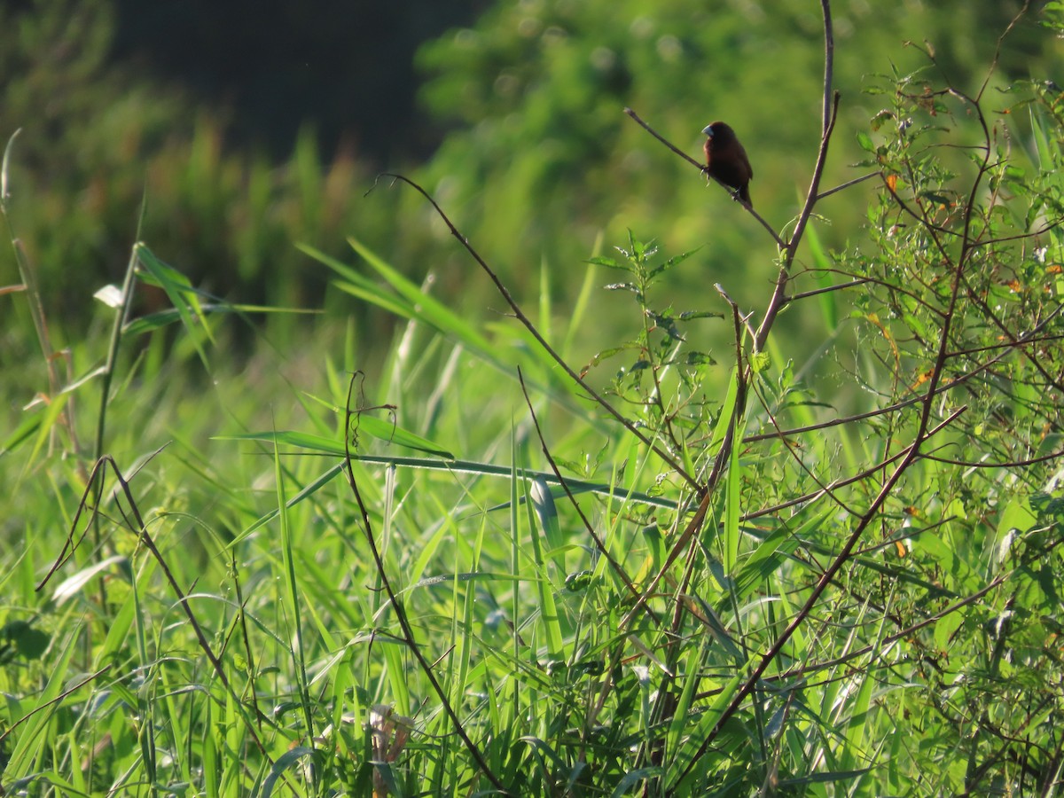 Chestnut Munia - ML643133180