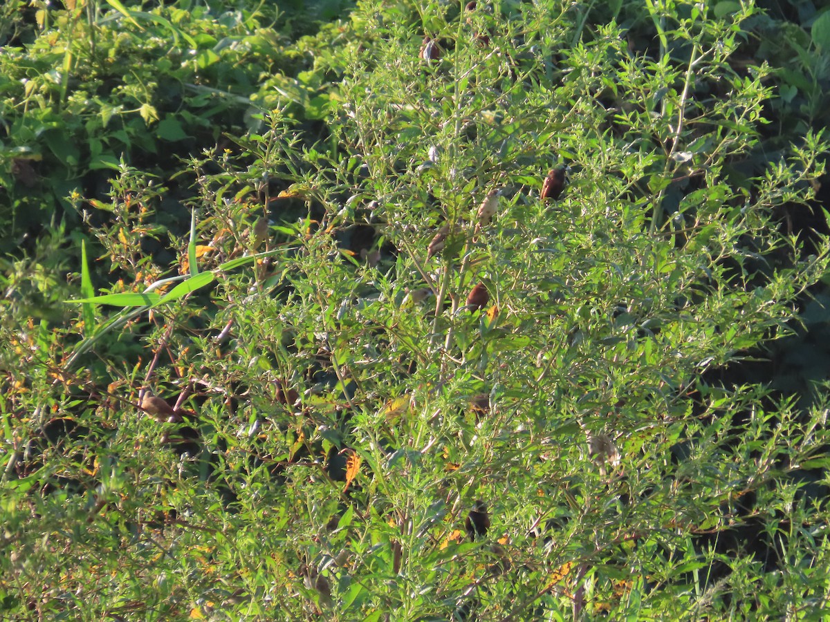 Chestnut Munia - ML643133181