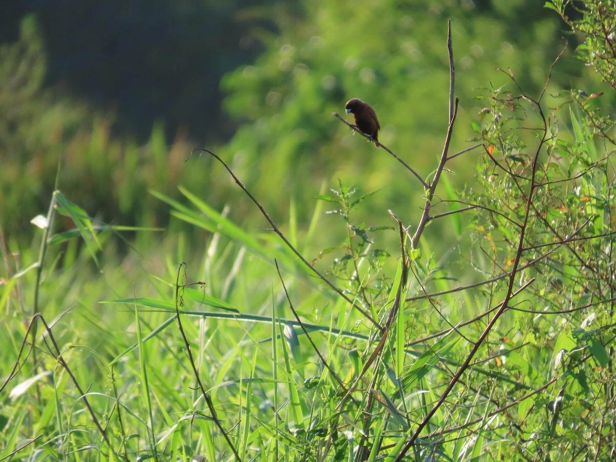 Chestnut Munia - ML643133182