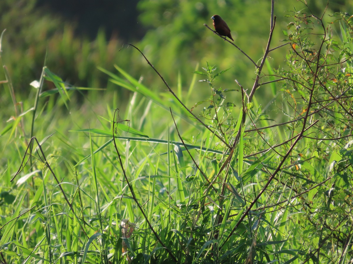 Chestnut Munia - ML643133183