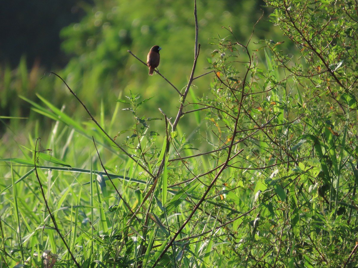 Chestnut Munia - ML643133184