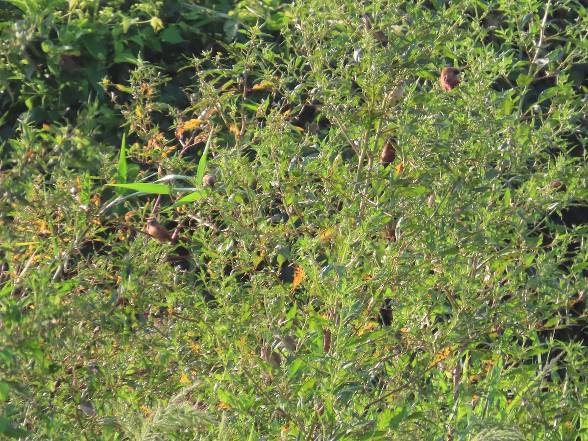 Chestnut Munia - ML643133185