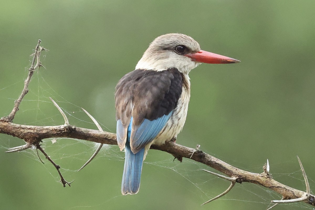 Brown-hooded Kingfisher - ML643133187
