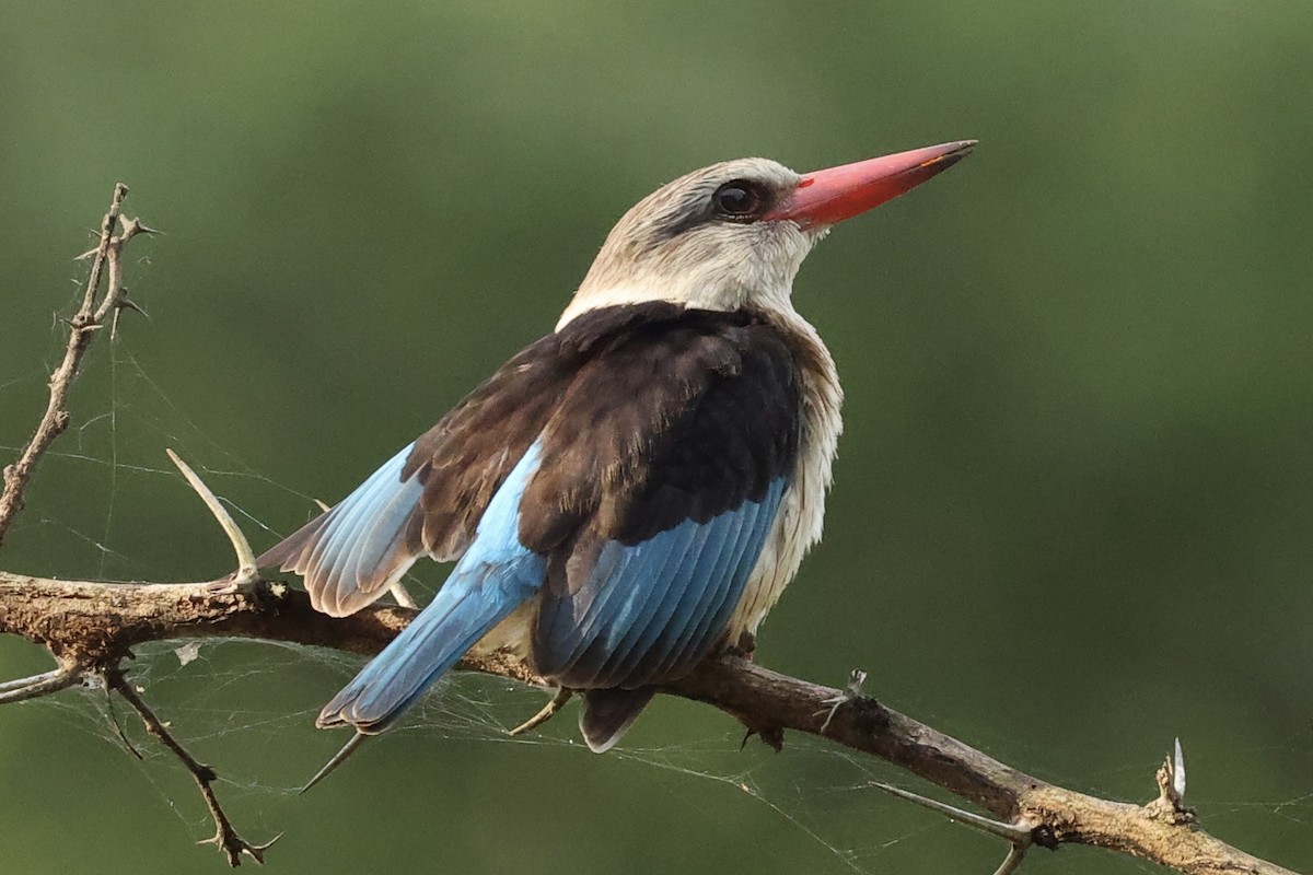 Brown-hooded Kingfisher - ML643133188