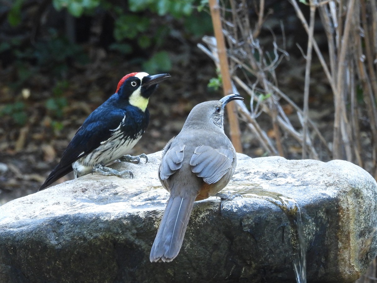 Acorn Woodpecker - ML643133193