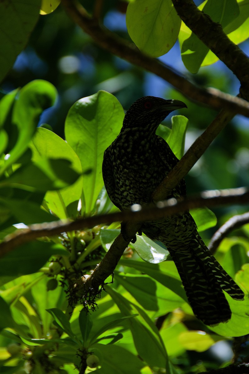 Asian Koel - ML643133217