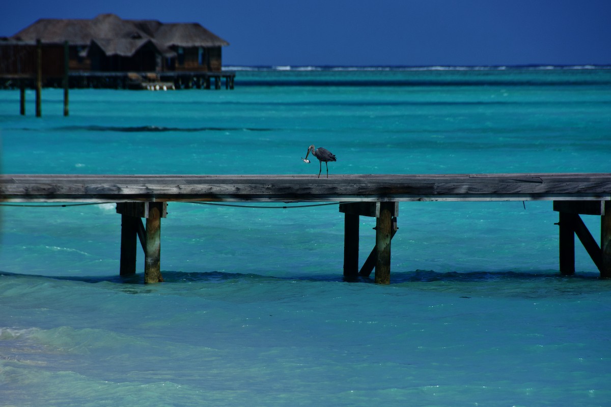 Gray Heron - ML643133221