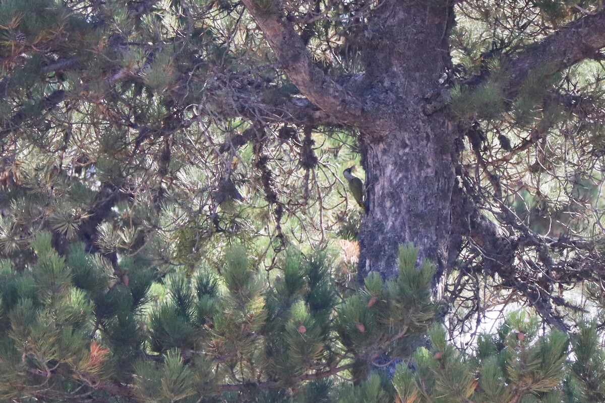 Eurasian Green Woodpecker - ML643133236