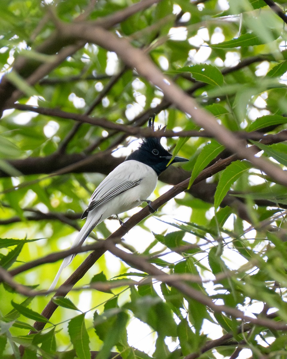 Indian Paradise-Flycatcher - ML643133260
