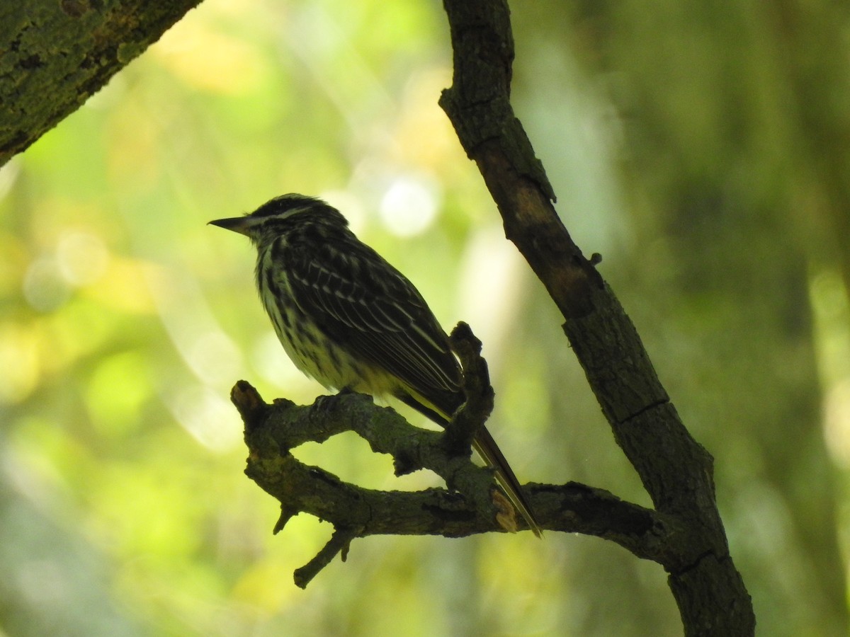 Streaked Flycatcher - ML643133284