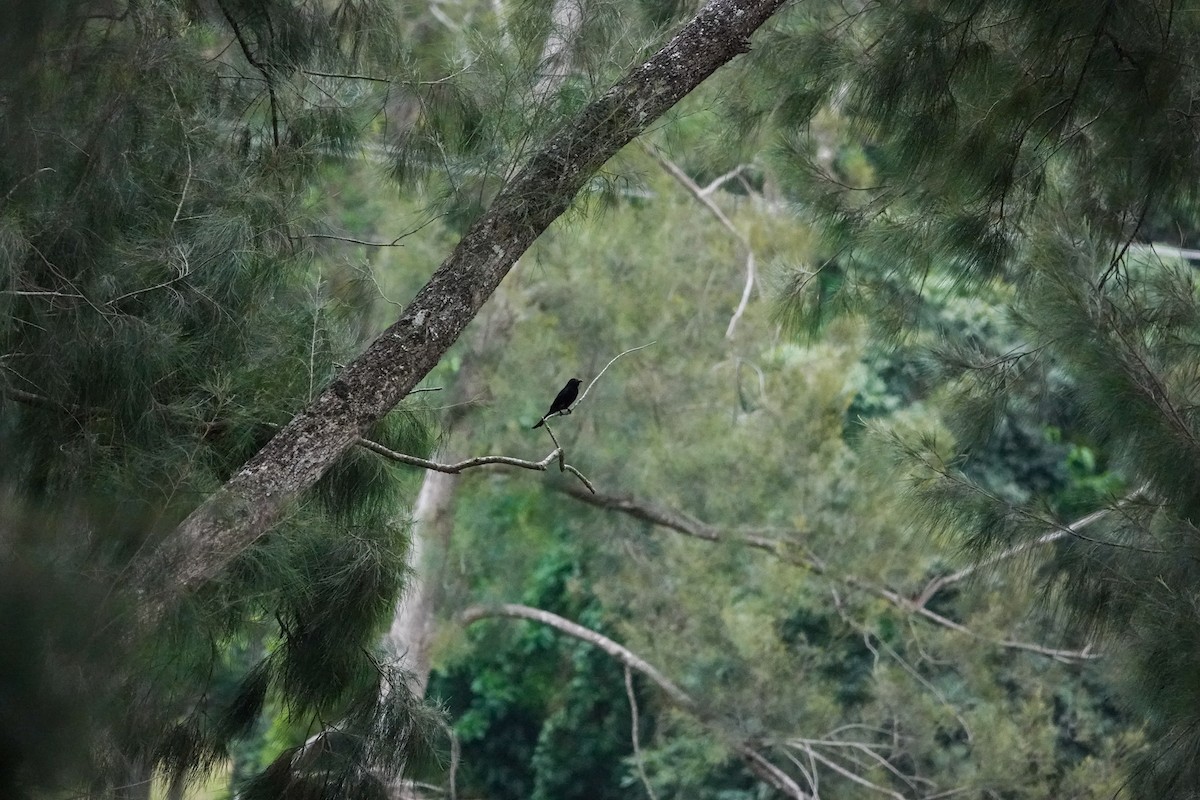 Drongo pailleté - ML643133293