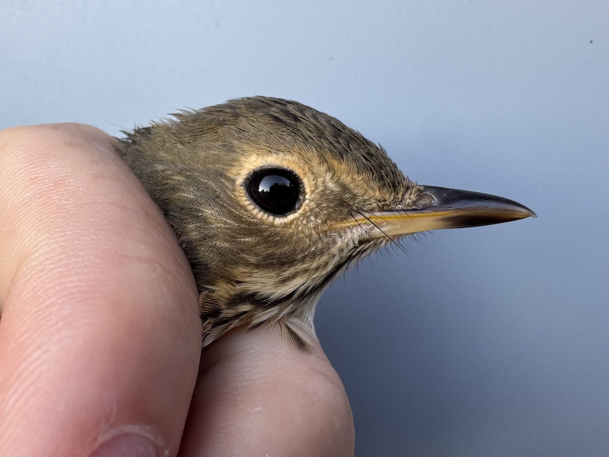 Swainson's Thrush (Olive-backed) - ML643133304