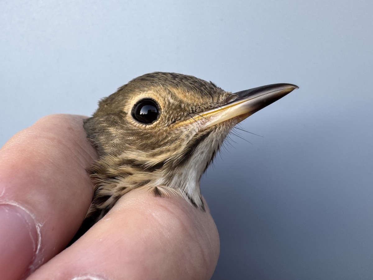 Swainson's Thrush (Olive-backed) - ML643133305