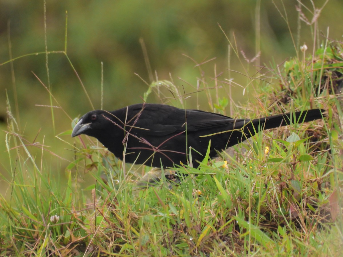 Giant Cowbird - ML643133323