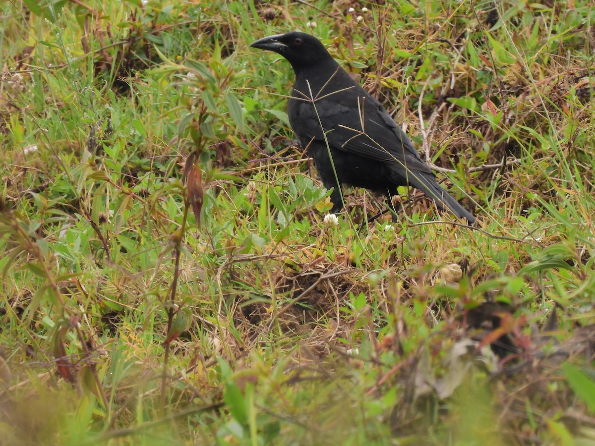 Giant Cowbird - ML643133324