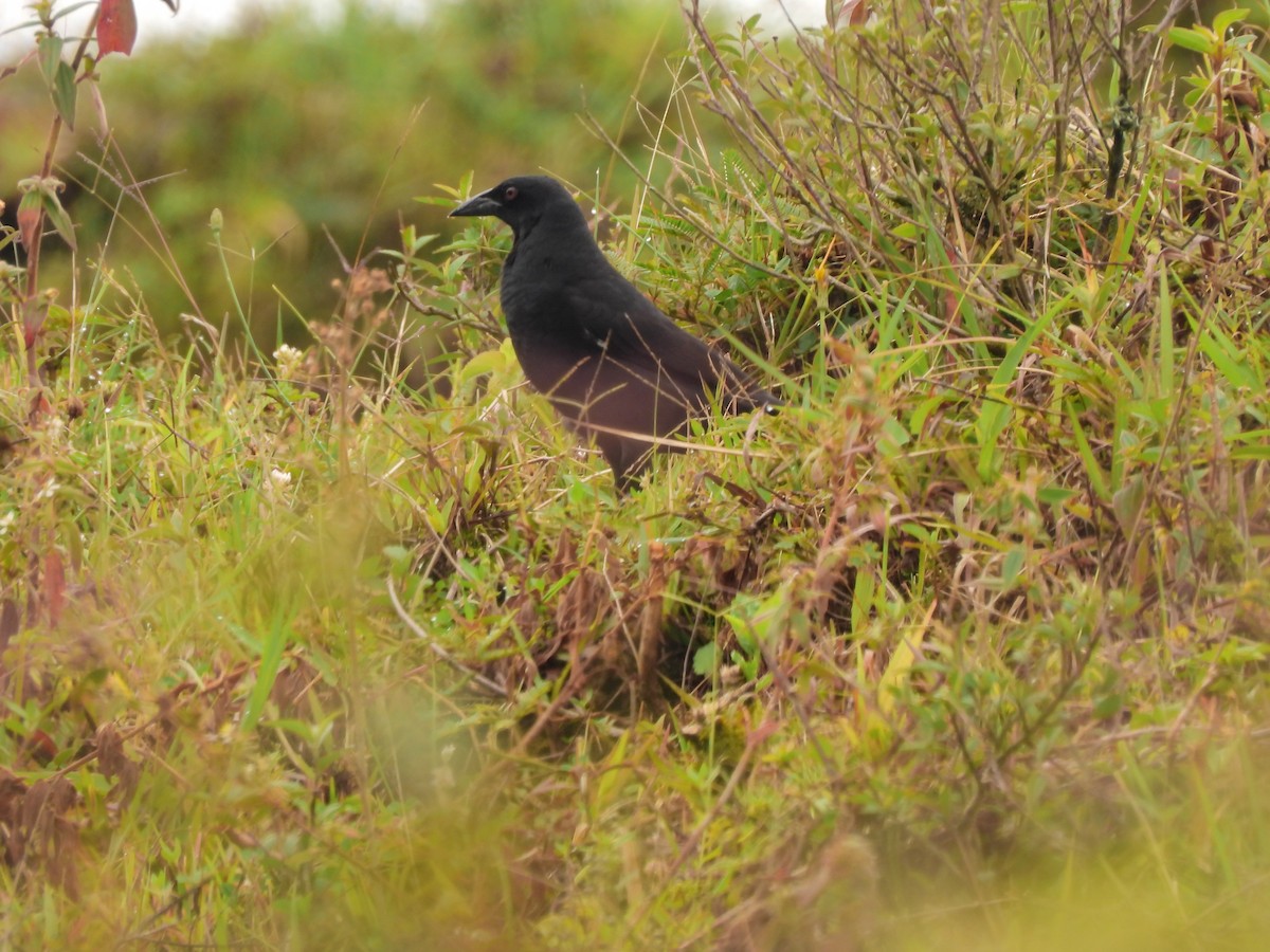 Giant Cowbird - ML643133325