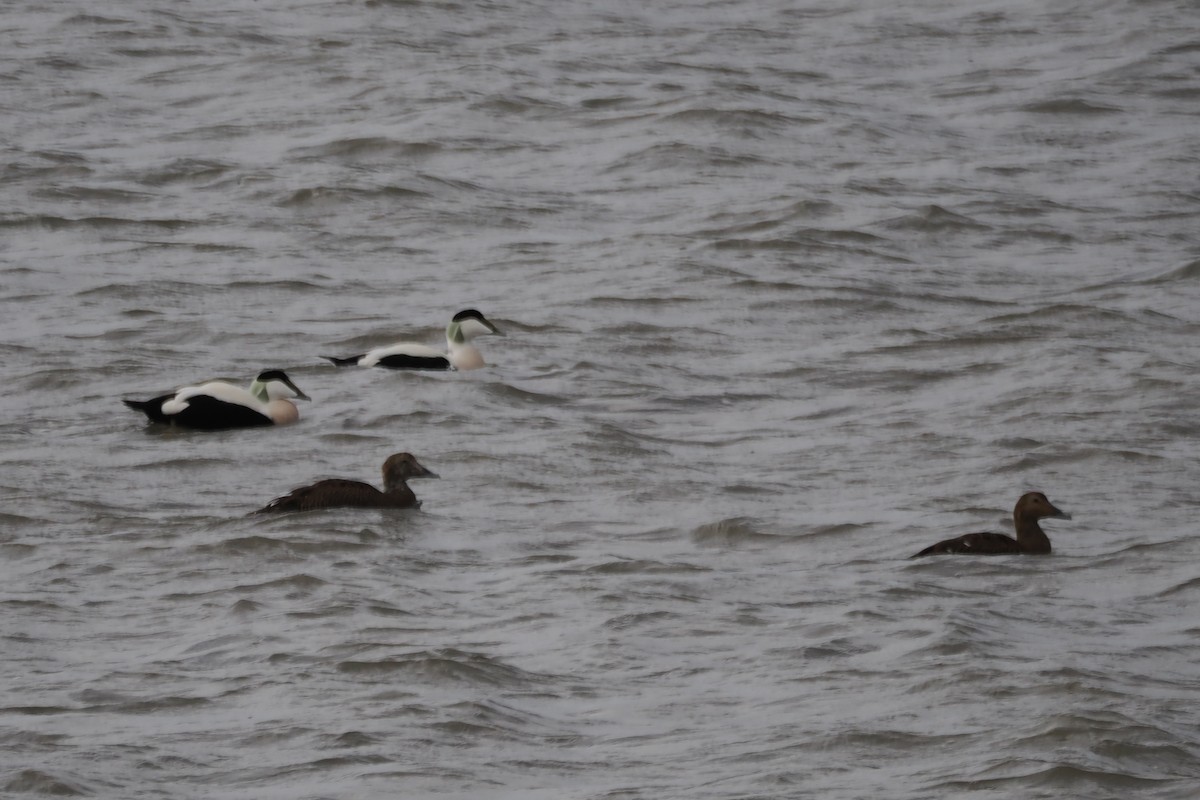 Common Eider - ML643133348