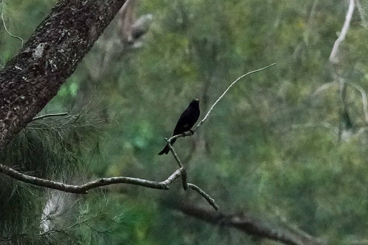 Drongo pailleté - ML643133358