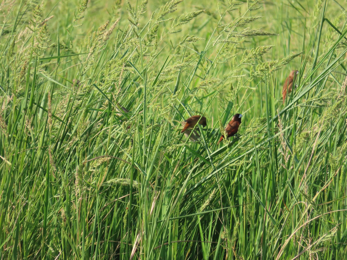 Chestnut Munia - ML643133369