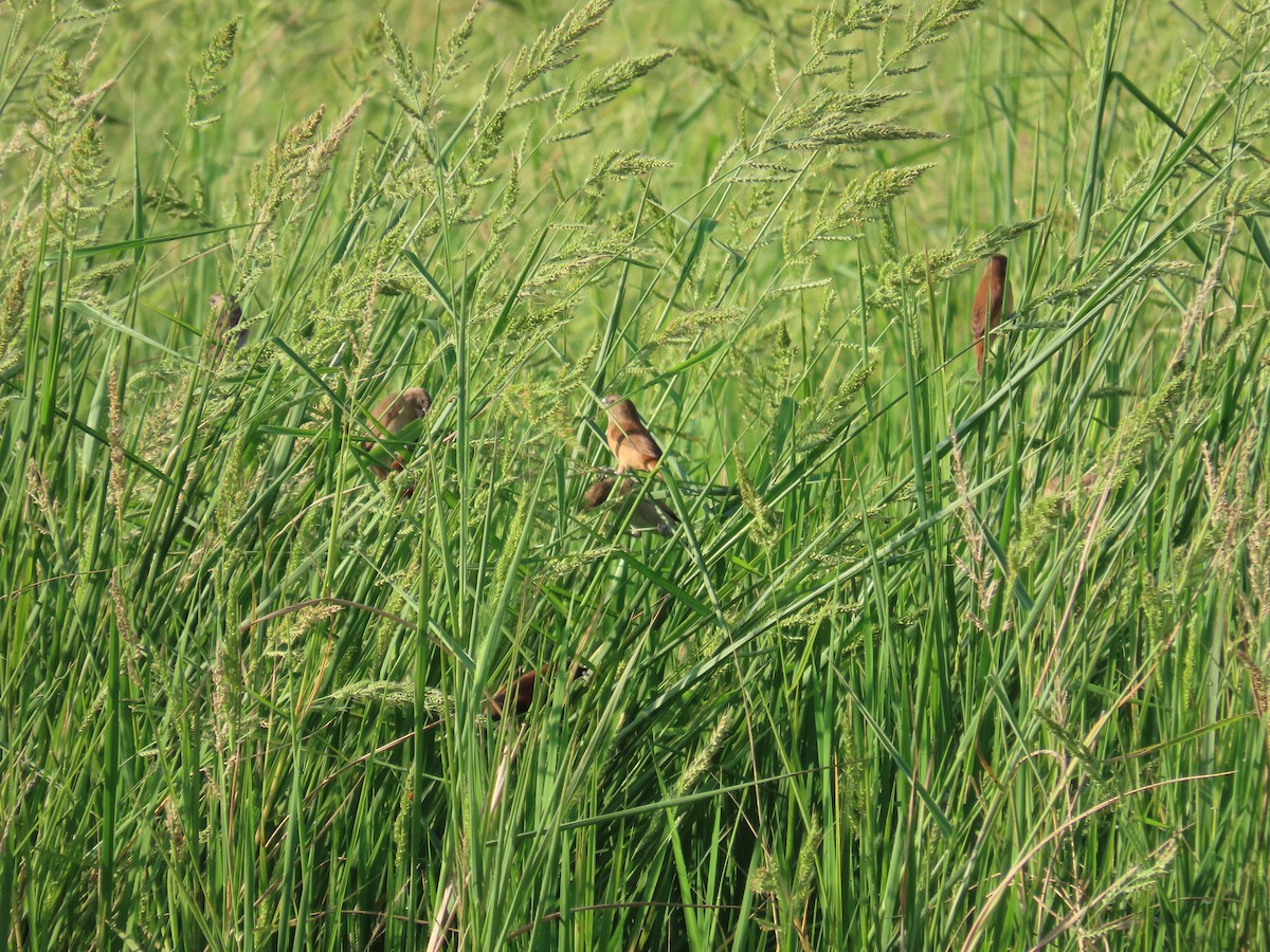 Chestnut Munia - ML643133370